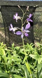 Dendrobium Jacquinot