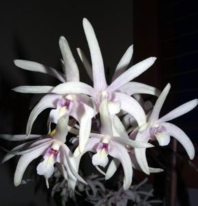 Dendrobium Jombock