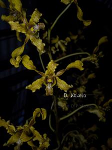 Dendrobium Kakela