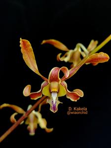 Dendrobium Kakela
