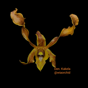 Dendrobium Kakela