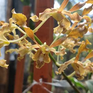 Dendrobium Kakela