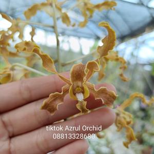 Dendrobium Kakela