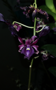 Dendrobium Lee Thoy Lin