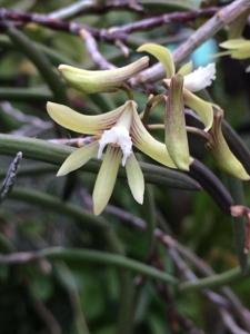 Dendrobium Limestone