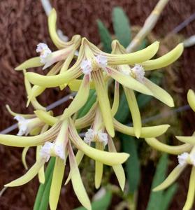 Dendrobium Limestone