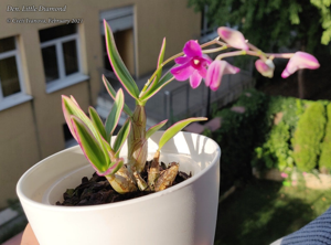 Dendrobium Little Diamond