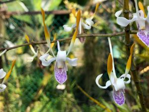 Dendrobium Luwin Park