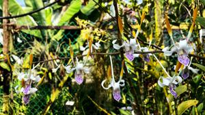 Dendrobium Luwin Park