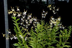 Dendrobium Luwin Park