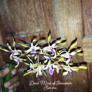 Dendrobium Maid of Gloucester