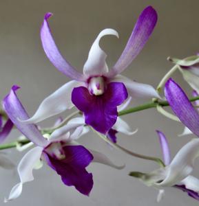 Dendrobium Malihini