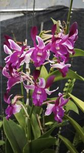 Dendrobium Malihini