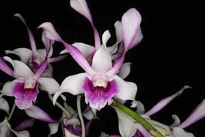 Dendrobium Malihini