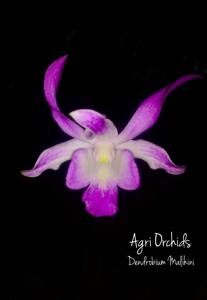 Dendrobium Malihini