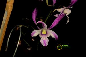 Dendrobium Malihini