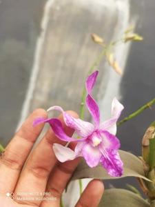 Dendrobium Malihini