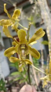 Dendrobium Medusa