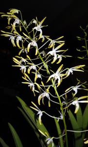 Dendrobium Memoria Lloyd Bradford