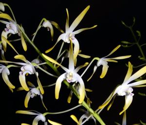 Dendrobium Memoria Lloyd Bradford