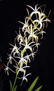 Dendrobium Memoria Lloyd Bradford