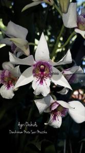 Dendrobium Meta Sari Mustika