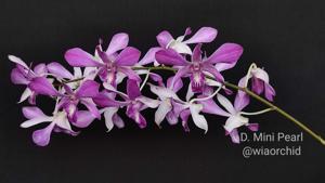 Dendrobium Mini Pearl