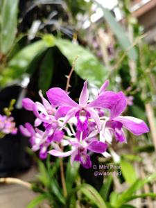 Dendrobium Mini Pearl