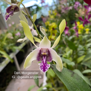 Dendrobium Morgenster