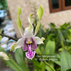 Dendrobium Morgenster