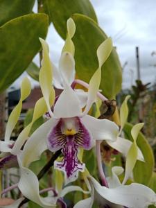 Dendrobium Morgenster