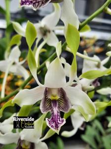 Dendrobium Morgenster