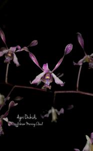 Dendrobium Morning Cloud