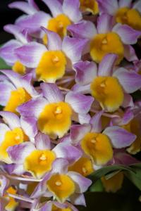 Dendrobium Mousmee