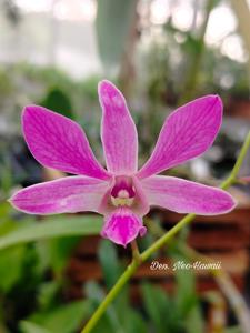 Dendrobium Neo-Hawaii