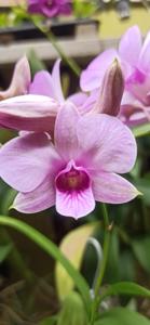 Dendrobium Orchidwood