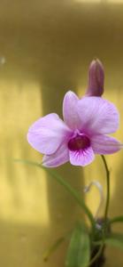 Dendrobium Orchidwood