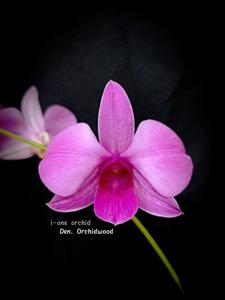 Dendrobium Orchidwood