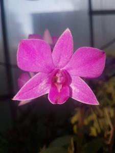 Dendrobium Pink Ballerina