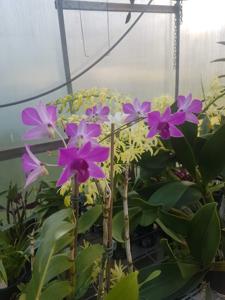 Dendrobium Pink Ballerina