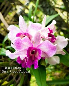 Dendrobium Proud Appeal
