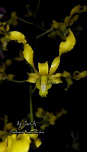 Dendrobium Puanani Sunshine