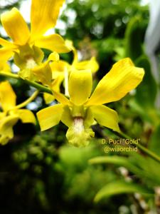 Dendrobium Puci