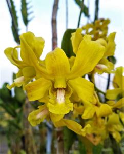 Dendrobium Puci