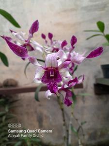 Dendrobium Evy Nurwani