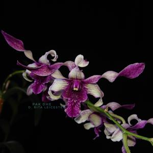 Dendrobium Rita Leicester