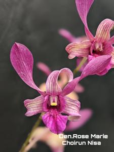 Dendrobium Rose Marie