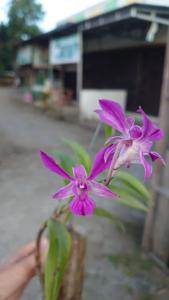 Dendrobium Rose Marie