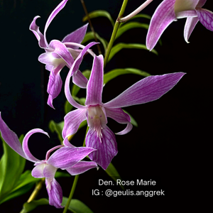 Dendrobium Nicha Surma