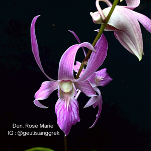 Dendrobium Nicha Surma